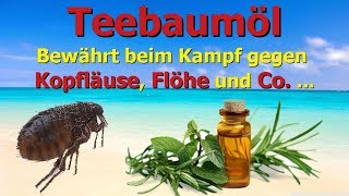 Teebaumöl  Bewährt gegen Kopfläuse Flöhe und Co [upl. by Enitsuga]