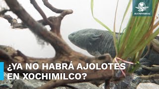 Alerta UNAM desaparición de ajolotes en canales de Xochimilco para 2025 [upl. by Zigmund]