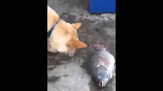 Dog Trying To Save The Life Of The Fish [upl. by Iturk896]