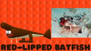 REDLIPPED BATFISH Fun Facts for Kids [upl. by Oiliduab]