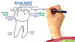 Anatomy of Mandibular First Molar  Tooth Morphology [upl. by Enajaras]