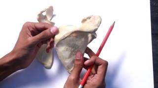 Scapula  Full demonstration [upl. by Jori]