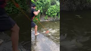 Fishing by hand net 🐟🎣🥅shorts [upl. by Nandor]