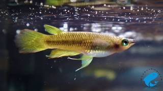 Golden Wonder Killifish Care amp Information  Striped panchax care guide [upl. by Shult]