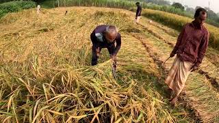 Traditional Paddy Cutting Method in my Field [upl. by Sakram]