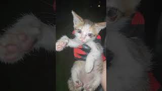 Kitten rescue  Poor kitten  Before and after  kitten cat neko kucing [upl. by Annoyt]