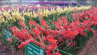 Flower crops varities demo plots at National Horticulture fair IIHR 2024 [upl. by Nybbor120]