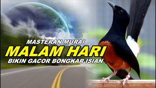 masteran burung Malam hari 20 MURAI FULL ISIAN CILILIN KENARI GEREJA TARUNG LOVEBIRD NGEKEK [upl. by Delila379]