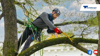 TEUFELBERGER Ambassador Treeclimbing Competition [upl. by Jorgan]