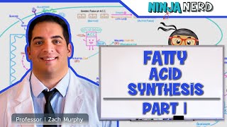 Metabolism  Fatty Acid Synthesis Part 1 [upl. by Ecined]