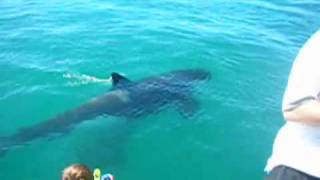 Swimming with Orcas New Zealand [upl. by Hauhsoj104]