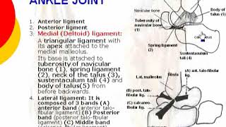 151 L Limb Ligaments of ankle joint د أحمد كمال [upl. by Shumway940]