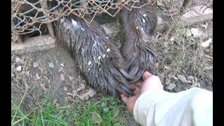 Playing Footsy With A Wookiee  A Sick Baby Brown Bear Cub Wants Attention [upl. by Giralda]