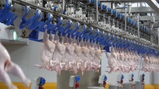 Automating Chicken Slaughter Modernizing Poultry Processing [upl. by Allets]