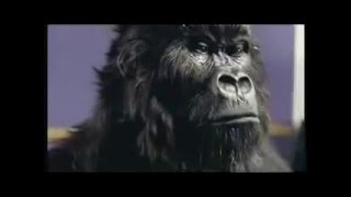 Cadburys Gorilla Advert Aug 31st 2007 [upl. by Ettevad]