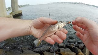 Fishing Jonas Green Park Annapolis Maryland [upl. by Sophie862]