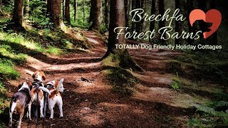 Brechfa Forest Barns – Totally Dog Friendly Holiday Cottages [upl. by Adorne]