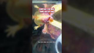 Lý do Axolotl ra đi😢 cácảnh pets aquarium axolotl [upl. by Ailemap]