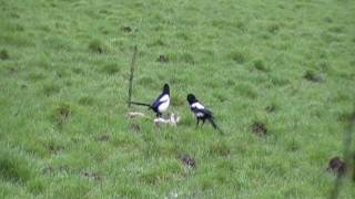 Magpie Hunt [upl. by Veda]