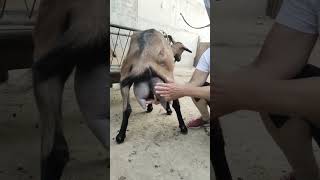 Goat Farm Preparing Milk Collecting goat goatfarm goatmilk [upl. by Flower]