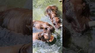 PYGMY HIPPOPOTAMUS 🦛 hippopotamus pygmy pygmyhippo animals wildlife shorts viralvideo 😍❤️ [upl. by Niras433]