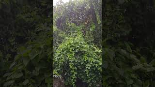 Tujhse naraj Nhi Zindagi hairan hu mai barish mansoon2024 deepslines love july viral [upl. by Norword]