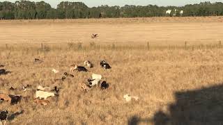 Wedge Tail Eagle [upl. by Htezzil]