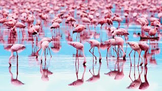 Why Are Flamingos Pink [upl. by Levan]