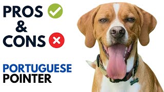 Portuguese Pointer Spaniel Pros and Cons  Perdigueiro Português Advantages and Disadvantages [upl. by Ennairda]