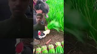 agriculture yellowchilis satisfying amazing farming chives fruitcuting shorts🍁 [upl. by Mareld898]