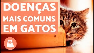 10 doenças comuns em gatos  LISTA DE SINTOMAS [upl. by Petronia]