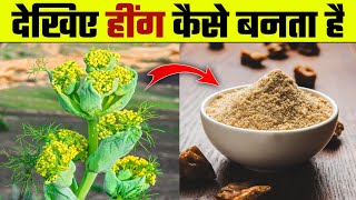 देखिए हींग कैसे बनता है  Hing Kaise Banta Hai  Hing Making Process  Asafoetida Making amp Farming [upl. by Nnylear]