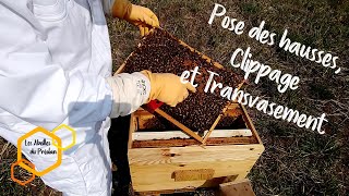 Pose des Hausses Clippage et Transvasement Apiculture [upl. by Assenev]