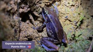 Mi coquí favorito el Coquí Caoba Eleutherodactylus Richmondi  Coquíes de Puerto Rico [upl. by Ester]