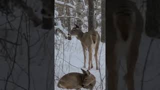 2022 Saskatchewan Whitetail Kill Shot with Spiritwood Outfitters [upl. by Aratas]