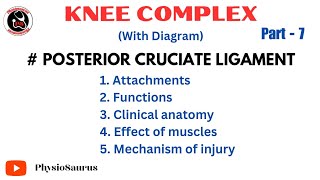 Posterior cruciate ligament attachments function mechanism of injury KNEE COMPLEX [upl. by Inele]