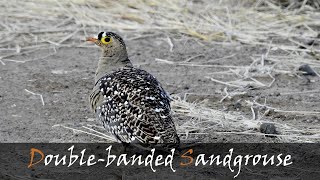 Doublebanded Sandgrouse Pterocles bicinctus Bird Call amp Video  Stories Of The Kruger [upl. by Curzon]