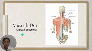 Anatomi Vertebra dan Regio Dorsum [upl. by Yasnyl]