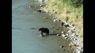 Chilkoot River GrizzliesMVI 7123 [upl. by Kynan]