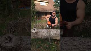 Stihl MS391 Devouring Post Oak stihl chainsaw forestry powertools husqvarna firewood [upl. by Divan]