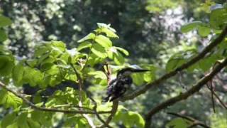 Birds of Kerala Malayalam [upl. by Ayatan]