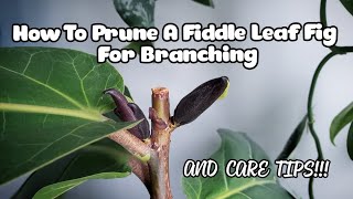 Fiddle Leaf Fig Pruning WITH 7 NEW BRANCHES  Plant Care Tips Too [upl. by Pega350]