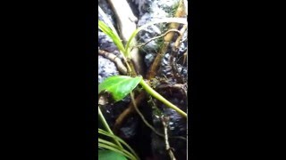 20 gallon planted dart frog tank [upl. by Forest385]