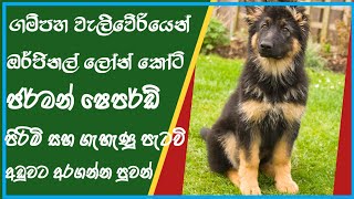 German shepherd dog price in sri lanka 46  german shepherd puppies for sale low price  dog price [upl. by Moclam]