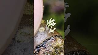 Parmeliaceae a family of Fungi photography shorts macro viral nature mushroom fungi beauty [upl. by Lundquist530]