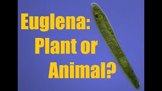 Euglena plant or animal Neither [upl. by Htebsil]