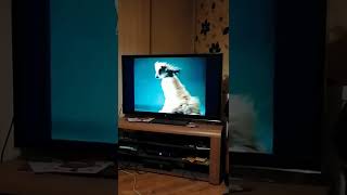 powergen idents itv national weather 199396 dog with light winds [upl. by Aihsit]