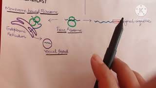 protein sorting and intercellular transportcell biology [upl. by Eralc]