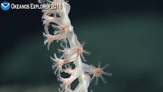 EX1605L3 Dive 19 Jul 06 2016 Hour 2 Bottom Okeanos Explorer ROV Dive [upl. by Marchall]