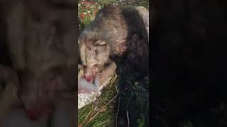 Epic Grizzly Bear Encounter 20 Foot Leap Into the River [upl. by Immak]